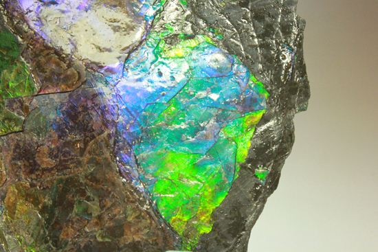 ?室内に海を展示しませんか?エメラルドグリーン・ブルーに染まった海のごとく輝くアンモライト片(その3)