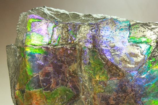 ?室内に海を展示しませんか?エメラルドグリーン・ブルーに染まった海のごとく輝くアンモライト片(その4)