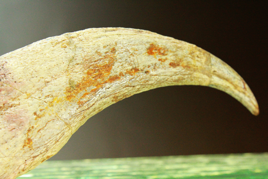超レア！スピノサウルスの足節骨３つ（その14）