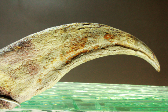 超レア！スピノサウルスの足節骨３つ（その2）