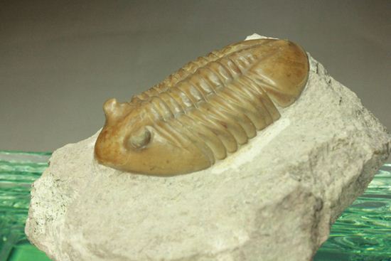 美標本！アサフス・レピドゥルス6cm（その5）