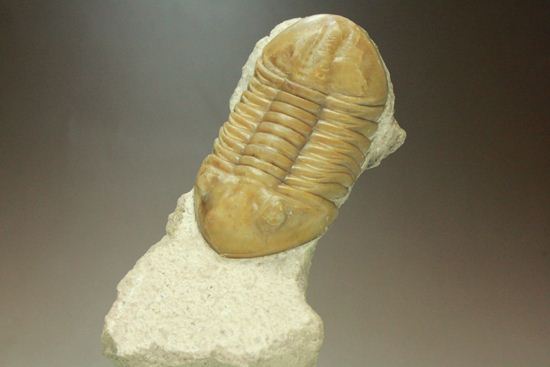 美品!アサフス・レピドゥルス(母岩コンパクト)(その1)