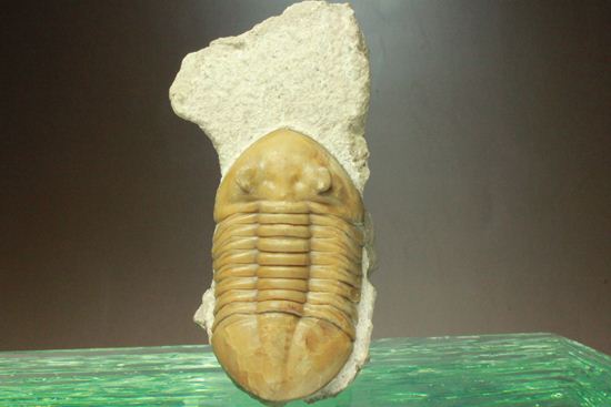 美品!アサフス・レピドゥルス(母岩コンパクト)(その10)