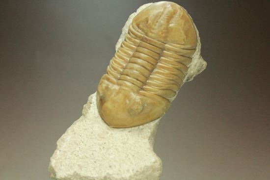 美品!アサフス・レピドゥルス(母岩コンパクト)(その19)