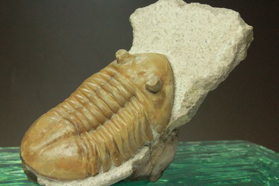 美品!アサフス・レピドゥルス(母岩コンパクト)(その8)