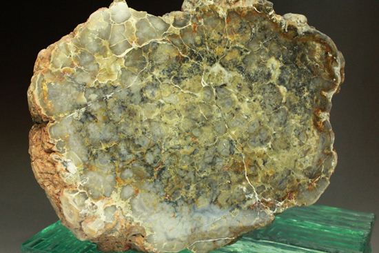 今にもにおい立ってきそうな、大迫力の恐竜のウンチ化石（コプロライト