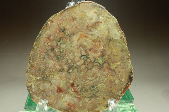 丸い形が可愛らしい、上品?!な恐竜のウンチ化石(コプロライト)(その1)