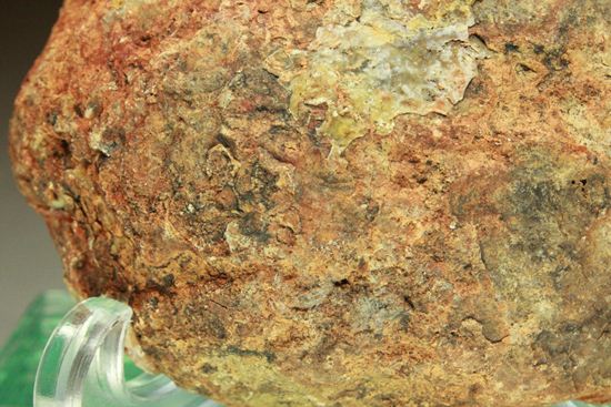 丸い形が可愛らしい、上品?!な恐竜のウンチ化石(コプロライト)(その13)