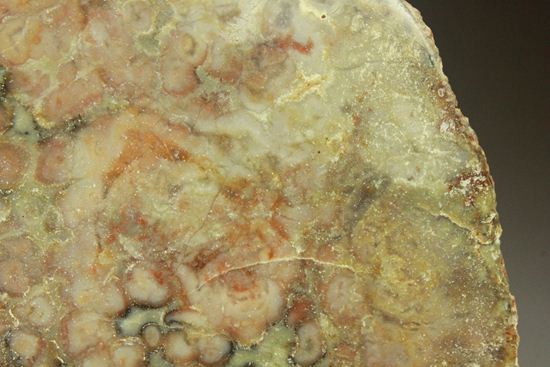 丸い形が可愛らしい、上品?!な恐竜のウンチ化石(コプロライト)(その4)