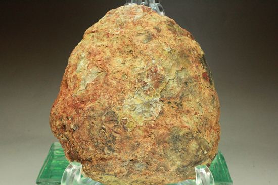 丸い形が可愛らしい、上品?!な恐竜のウンチ化石(コプロライト)(その9)