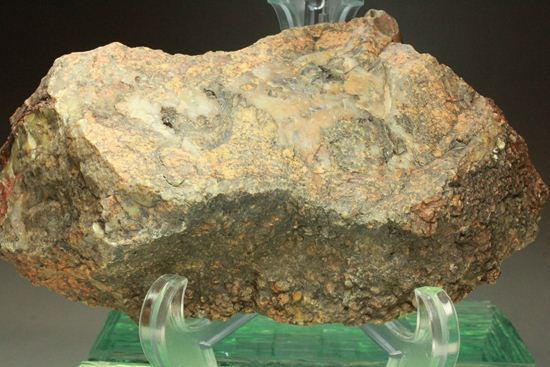 レアなマメ?!付きの恐竜のウンチ化石(コプロライト)(その11)