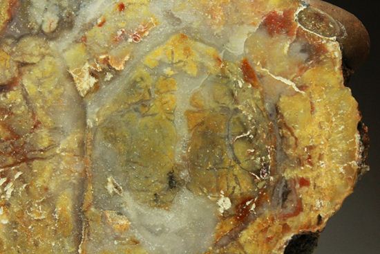 レアなマメ?!付きの恐竜のウンチ化石(コプロライト)(その16)
