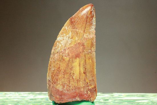 カルカロドントサウルスの歯（ナチュラル度高い）（その1）