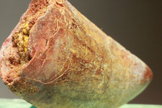 カルカロドントサウルスの歯（ナチュラル度高い）（その10）