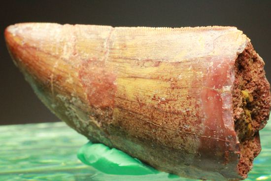 カルカロドントサウルスの歯（ナチュラル度高い）（その12）