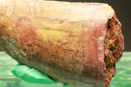 カルカロドントサウルスの歯（ナチュラル度高い）（その14）