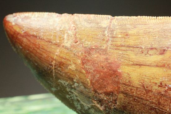 カルカロドントサウルスの歯（ナチュラル度高い）（その15）