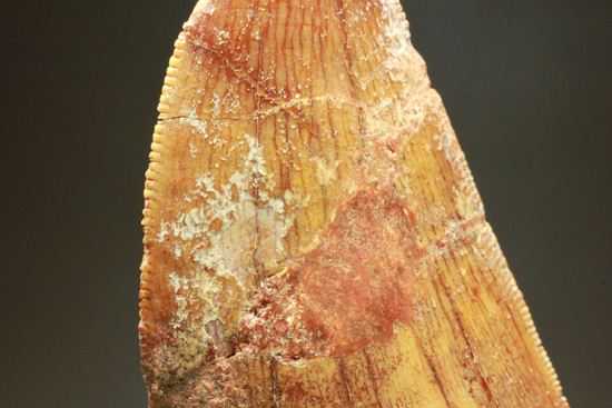 カルカロドントサウルスの歯（ナチュラル度高い）（その16）