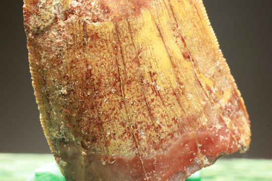 カルカロドントサウルスの歯（ナチュラル度高い）（その17）