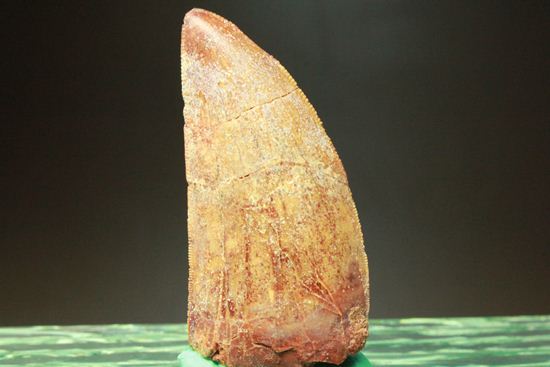 カルカロドントサウルスの歯（ナチュラル度高い）（その18）