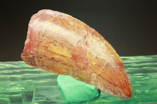 カルカロドントサウルスの歯（ナチュラル度高い）（その19）