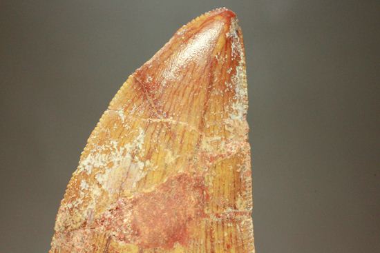 カルカロドントサウルスの歯（ナチュラル度高い）（その2）