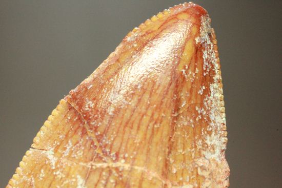 カルカロドントサウルスの歯（ナチュラル度高い）（その3）