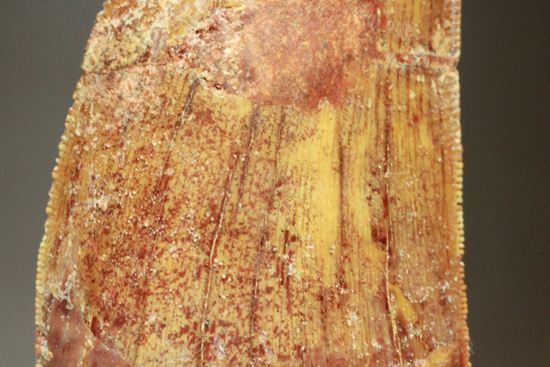 カルカロドントサウルスの歯（ナチュラル度高い）（その4）