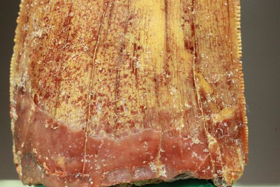 カルカロドントサウルスの歯（ナチュラル度高い）（その5）