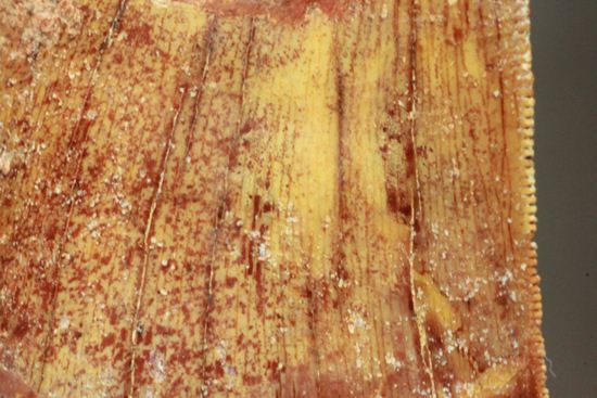 カルカロドントサウルスの歯（ナチュラル度高い）（その6）