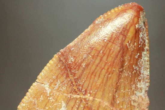 カルカロドントサウルスの歯（ナチュラル度高い）（その7）