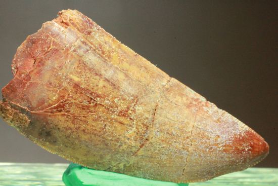 カルカロドントサウルスの歯（ナチュラル度高い）（その8）