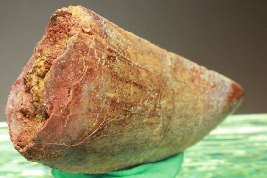 カルカロドントサウルスの歯（ナチュラル度高い）（その9）