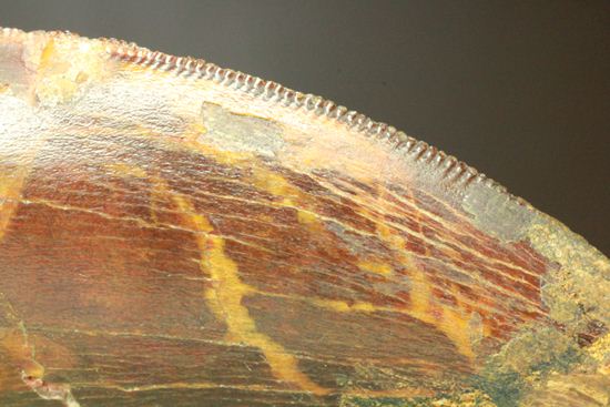 カルカロドントサウルスの大きい歯（その16）