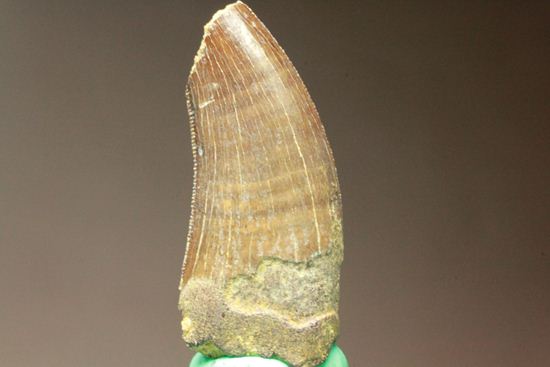 ティラノサウルス幼体の歯化石（その13）