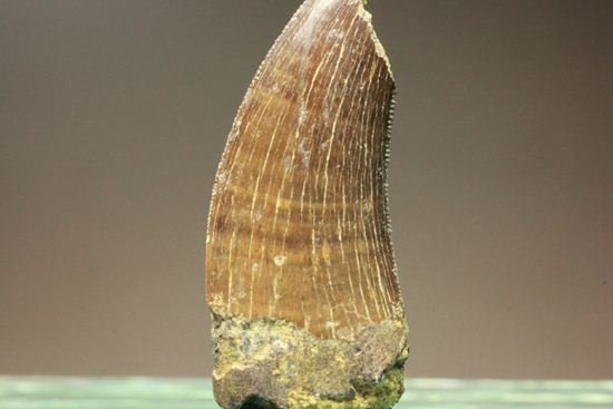 ティラノサウルス幼体の歯化石（その17）