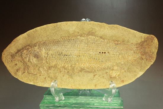 手元に海を感じる！威厳のある魚化石（その1）
