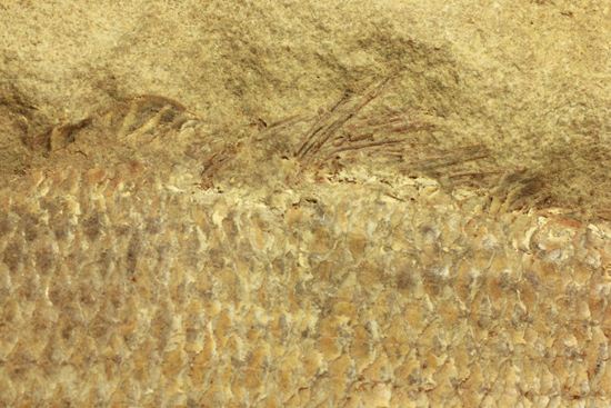 手元に海を感じる！威厳のある魚化石（その11）