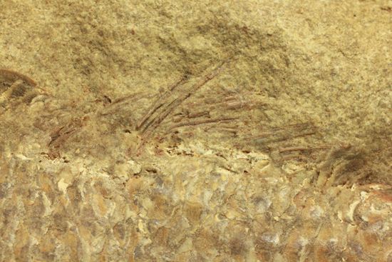 手元に海を感じる！威厳のある魚化石（その12）