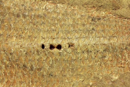 手元に海を感じる！威厳のある魚化石（その13）