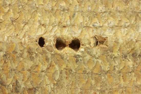 手元に海を感じる！威厳のある魚化石（その14）