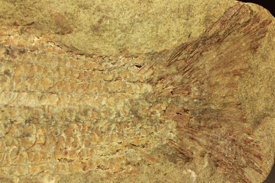 手元に海を感じる！威厳のある魚化石（その15）