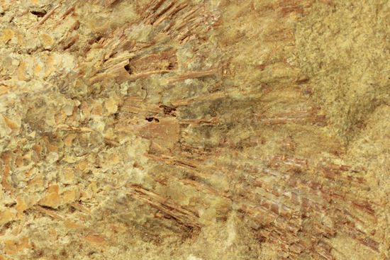 手元に海を感じる！威厳のある魚化石（その17）