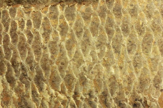 手元に海を感じる！威厳のある魚化石（その18）