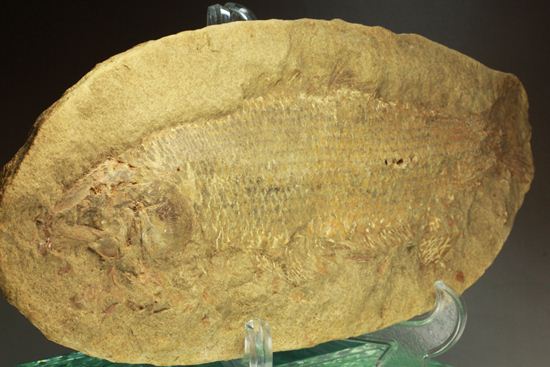 手元に海を感じる！威厳のある魚化石（その19）