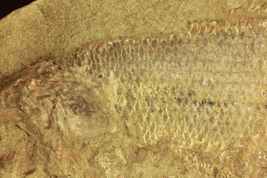 手元に海を感じる！威厳のある魚化石（その2）