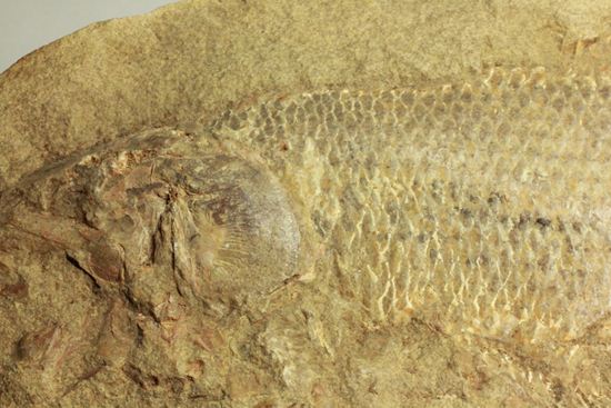 手元に海を感じる！威厳のある魚化石（その20）