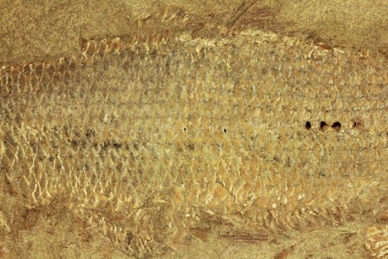 手元に海を感じる！威厳のある魚化石（その3）