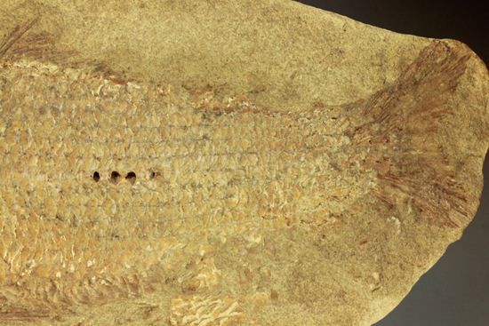 手元に海を感じる！威厳のある魚化石（その4）