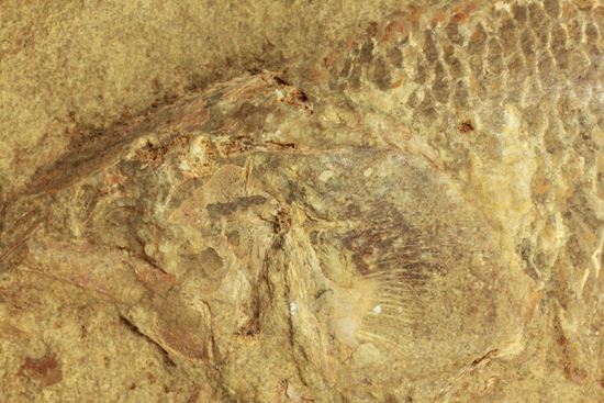 手元に海を感じる！威厳のある魚化石（その5）